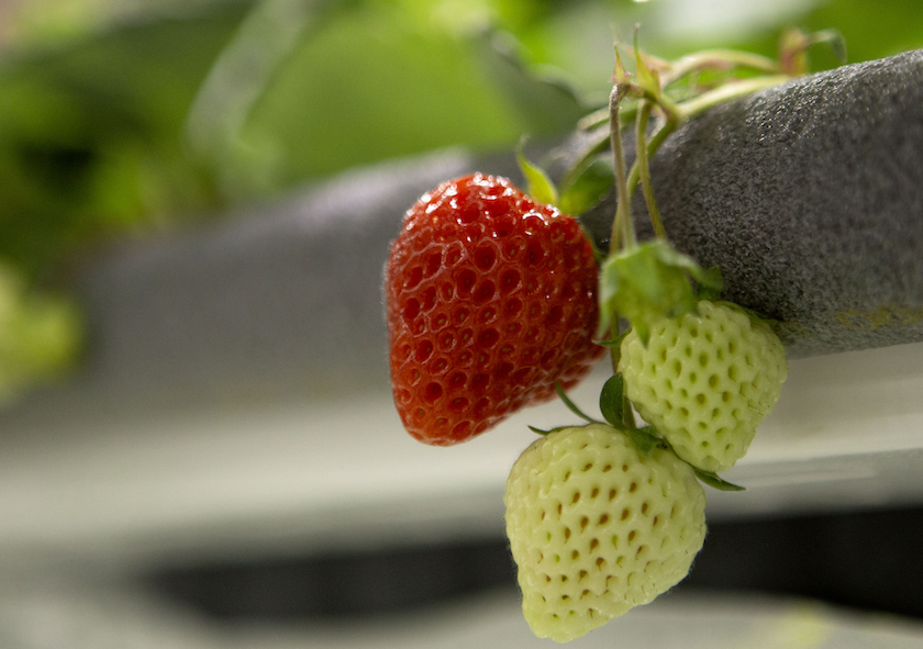 NJbased vertical strawberry grower Oishii gets 50 million The Packer